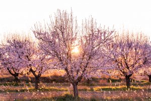 Portuguese mediterranean garden inspirations